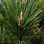 Pine needles become clothing