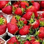 3D knitted textile to increase strawberry yields