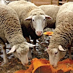 Polypay sheep and yarn