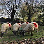 Sheep near Harborough wearing their poppies with pride