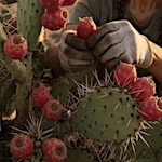 Prickly pear peel waste shows promise as sustainable wool dye