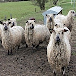 Breed development through upgrading