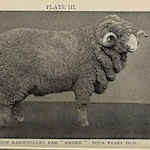 A sheep of one's own: a brief history of the Rambouillet