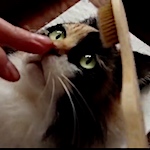 Realistic 3D cat portraits