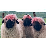 Flock of rare Swiss Valais sheep have wool turned pink