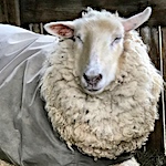 A shepherd's perspective: Romney and Romney crossross