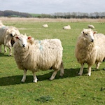 Wool Exploration: Romney