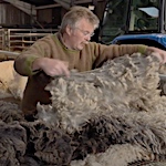 Native Shetland Sheep - a short film with Ronnie Eunson of Uradale Farm