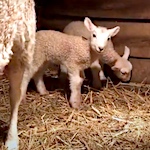 Lambing Season Arrives