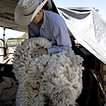 Sheep, Soil and Stewardship