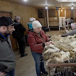 Michigan farm holds annual Shearing Day