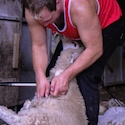 The first shearing