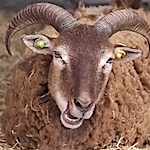 Sheep, Actually, a film by Paul Wyatt