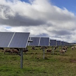 Solar panels keeping sheep fed during drought