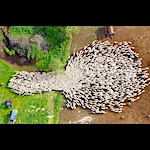 Aerial Sheep Herding in Yokneam