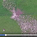 Mezmerizing drone footage captures aerial view of sheep herding