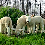 Stupid sheep and other sheep myths