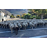 Driving a century of sheep ranching tradition in Utah