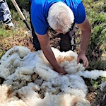 Sheep wool used to build walking trails in Co. Leitrim