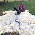 Shaggy sheep produced 66lbs of wool 
