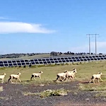 Grass is greener for solar-powered sheep