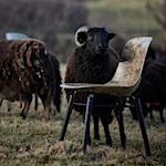 Solidwool creates fibreglass-like chair from sheep fleeces