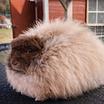 How to stretch angora in blends but keep the halo