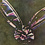 Chromatic icons 5: the tartan ribbon