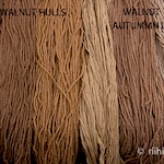 Walnut dye in September