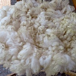 How to wash fleece and leave the grease
