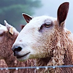 Why knit with Bluefaced Leicester?