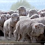 Why Wool Matters