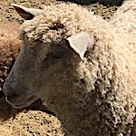 Willow: My First Yarn Sheep