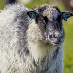 Shetland Islands: Windy, woolly wonder
