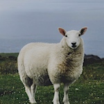 October is Wool Month