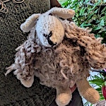 Wooly Sheep by Susan B. Anderson