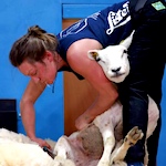 World Sheep Shearing Championship 2019 in Le Dorat, France