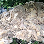 'Worthless' wool more valuable as fertiliser, says Shropshire farmer